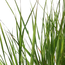 Load image into Gallery viewer, Grass, 2Gal, Karl Foerster Feather Reed
