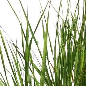 Grass, 2Gal, Karl Foerster Feather Reed