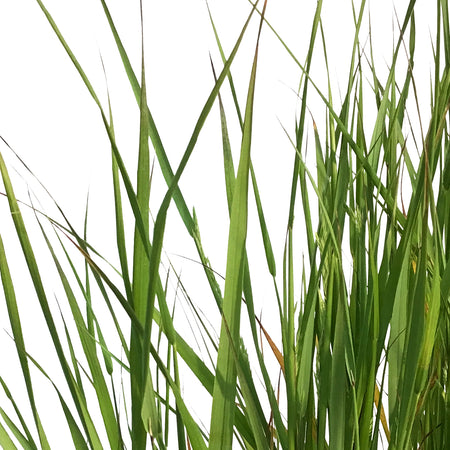 Grass, 2Gal, Karl Foerster Feather Reed