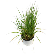 Load image into Gallery viewer, Grass, 2Gal, Karl Foerster Feather Reed
