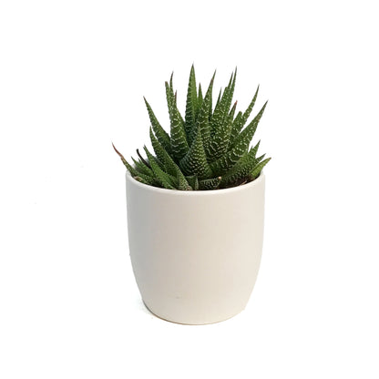 Haworthia, 9cm, Fasciata 'Zebra Plant'