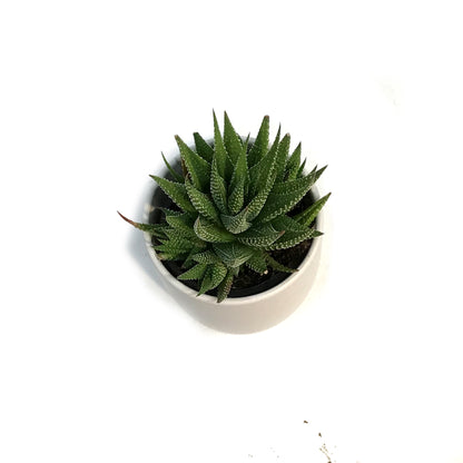 Haworthia, 9cm, Fasciata 'Zebra Plant'