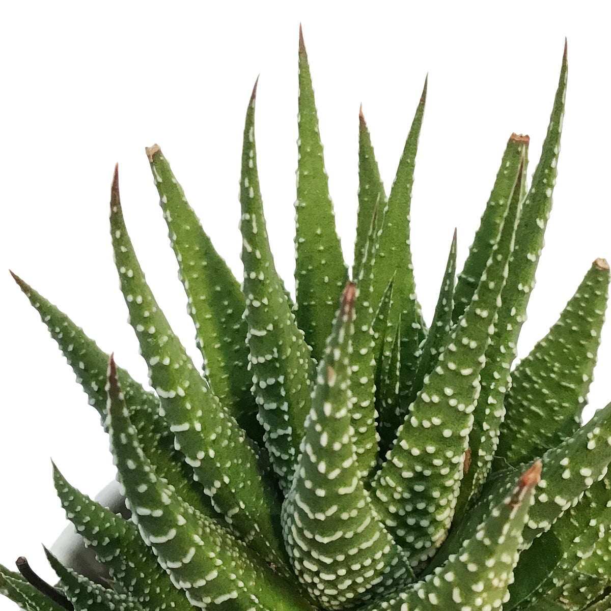 Haworthia, 9cm, Fasciata 'Zebra Plant'