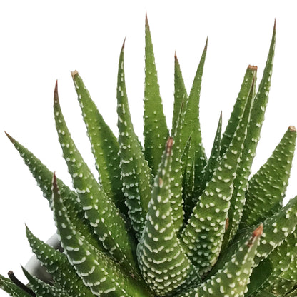 Haworthia, 9cm, Fasciata 'Zebra Plant'