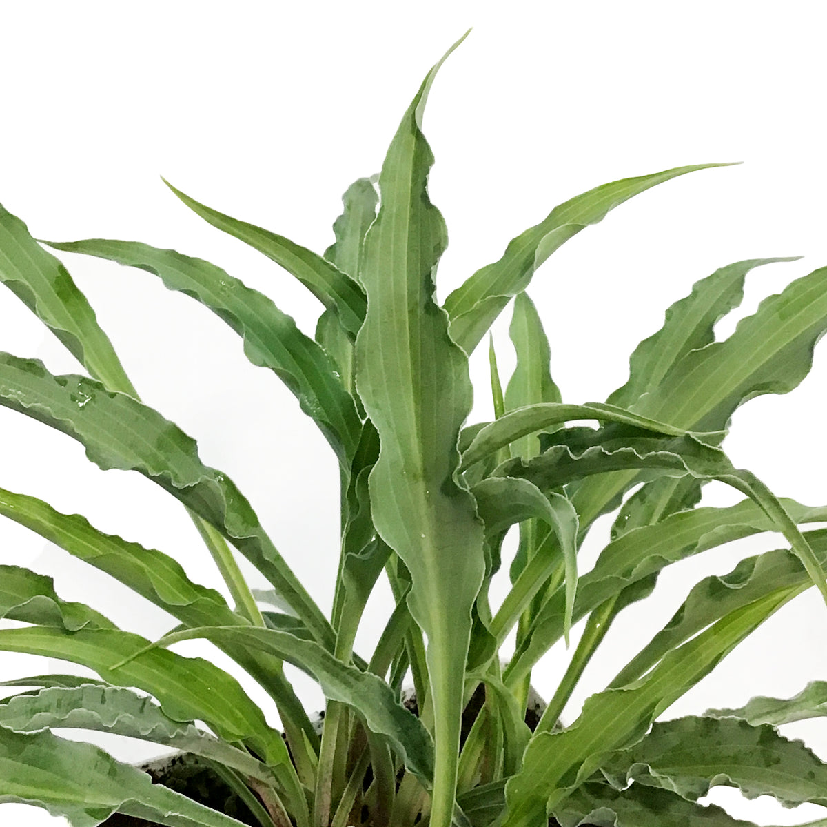 Hosta, 15cm, Silly Strings – Floral Acres Greenhouse & Garden Centre