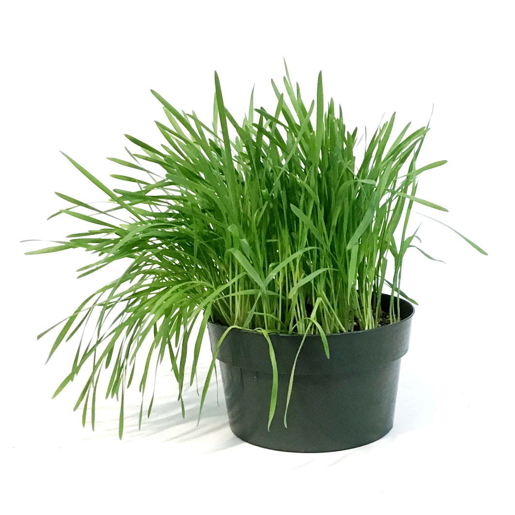 Herb, 7in, Cat grass