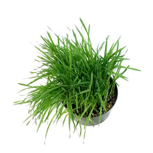 Load image into Gallery viewer, Herb, 7in, Cat grass
