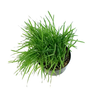 Herb, 7in, Cat grass