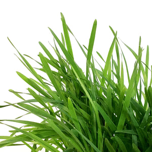 Herb, 7in, Cat grass