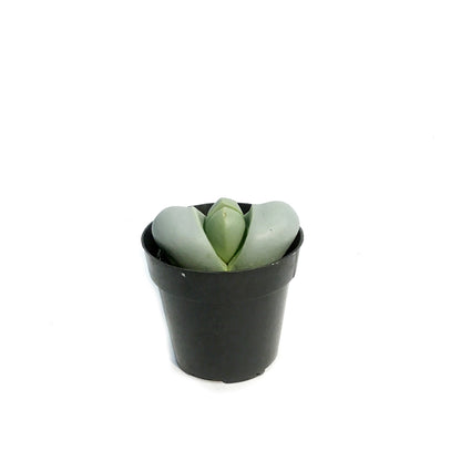 Succulent, 2.5in, Argyrodema Spp