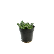 Succulent, 2.5in, Tiger Jaws Faucaria Tigrina