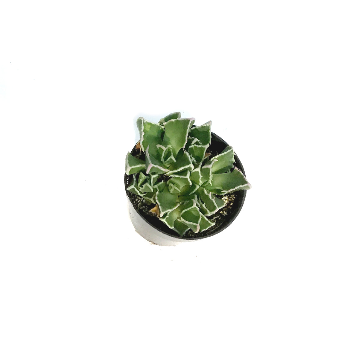 Succulent, 2.5in, Tiger Jaws Faucaria Tigrina
