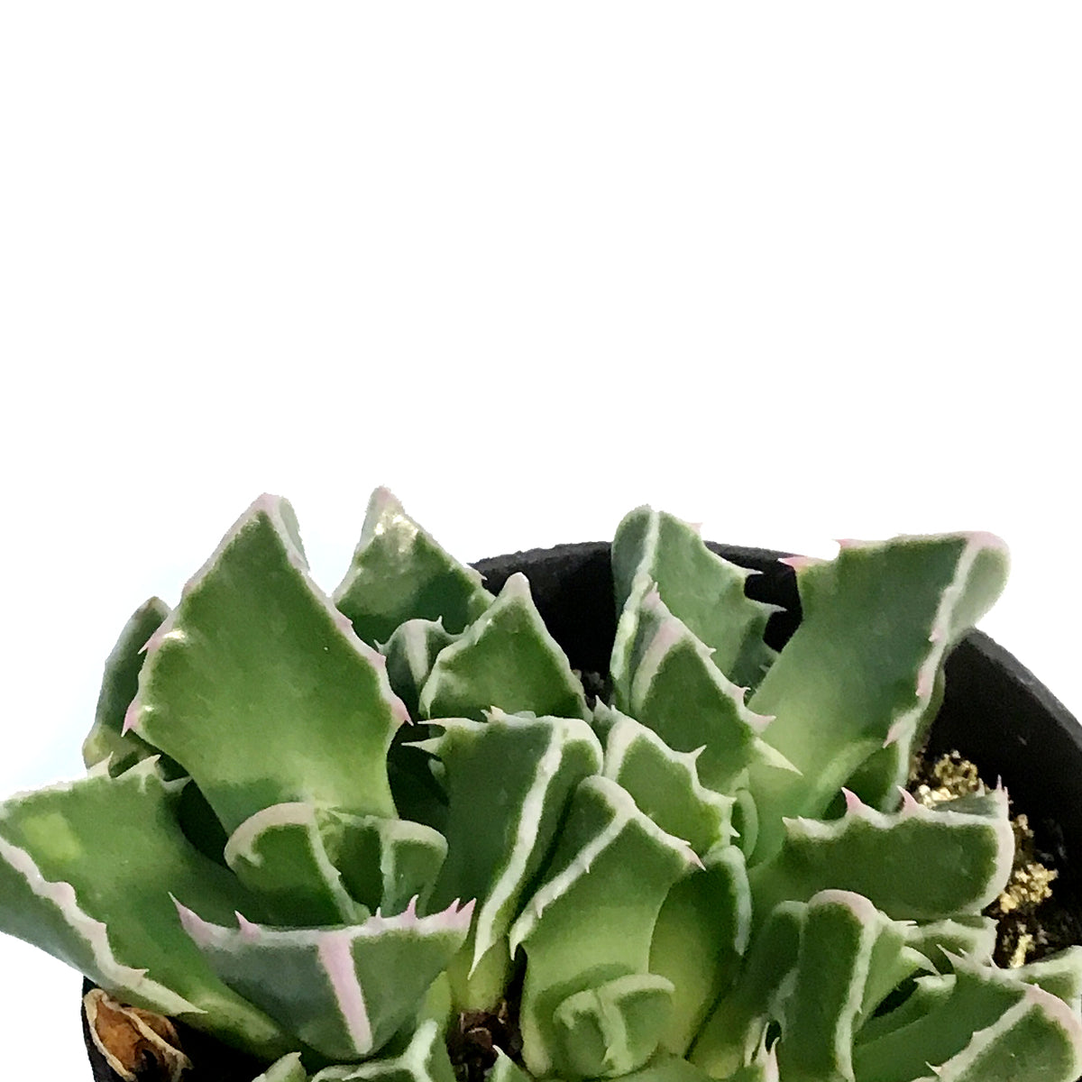 Succulent, 2.5in, Tiger Jaws Faucaria Tigrina