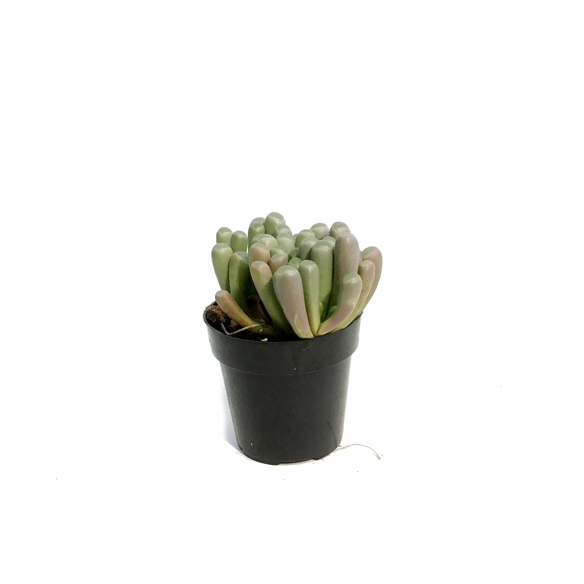 Succulent, 2.5in, Baby Toes Fenestraria Aurantiaca