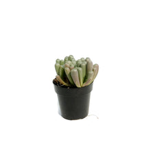 Load image into Gallery viewer, Succulent, 2.5in, Baby Toes Fenestraria Aurantiaca
