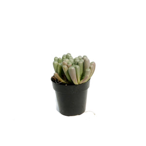 Succulent, 2.5in, Baby Toes Fenestraria Aurantiaca
