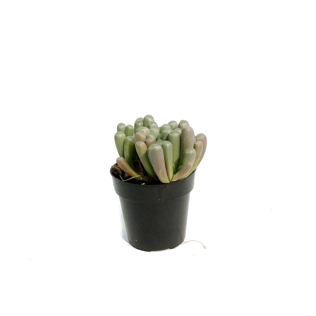 Succulent, 2.5in, Baby Toes Fenestraria Aurantiaca
