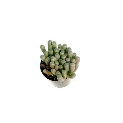 Succulent, 2.5in, Baby Toes Fenestraria Aurantiaca