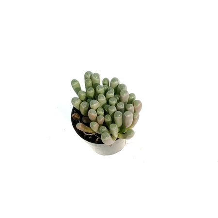 Succulent, 2.5in, Baby Toes Fenestraria Aurantiaca