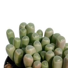 Load image into Gallery viewer, Succulent, 2.5in, Baby Toes Fenestraria Aurantiaca
