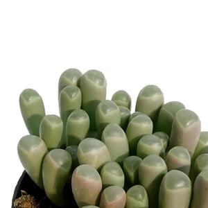 Succulent, 2.5in, Baby Toes Fenestraria Aurantiaca