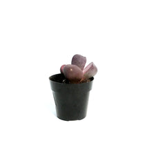 Load image into Gallery viewer, Succulent, 2.5in, Royal Flush Pleiospilos Nelii
