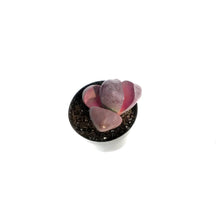 Load image into Gallery viewer, Succulent, 2.5in, Royal Flush Pleiospilos Nelii
