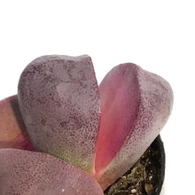Load image into Gallery viewer, Succulent, 2.5in, Royal Flush Pleiospilos Nelii
