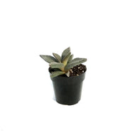 Succulent, 2.5in, Aloinopsis Rubrolineata