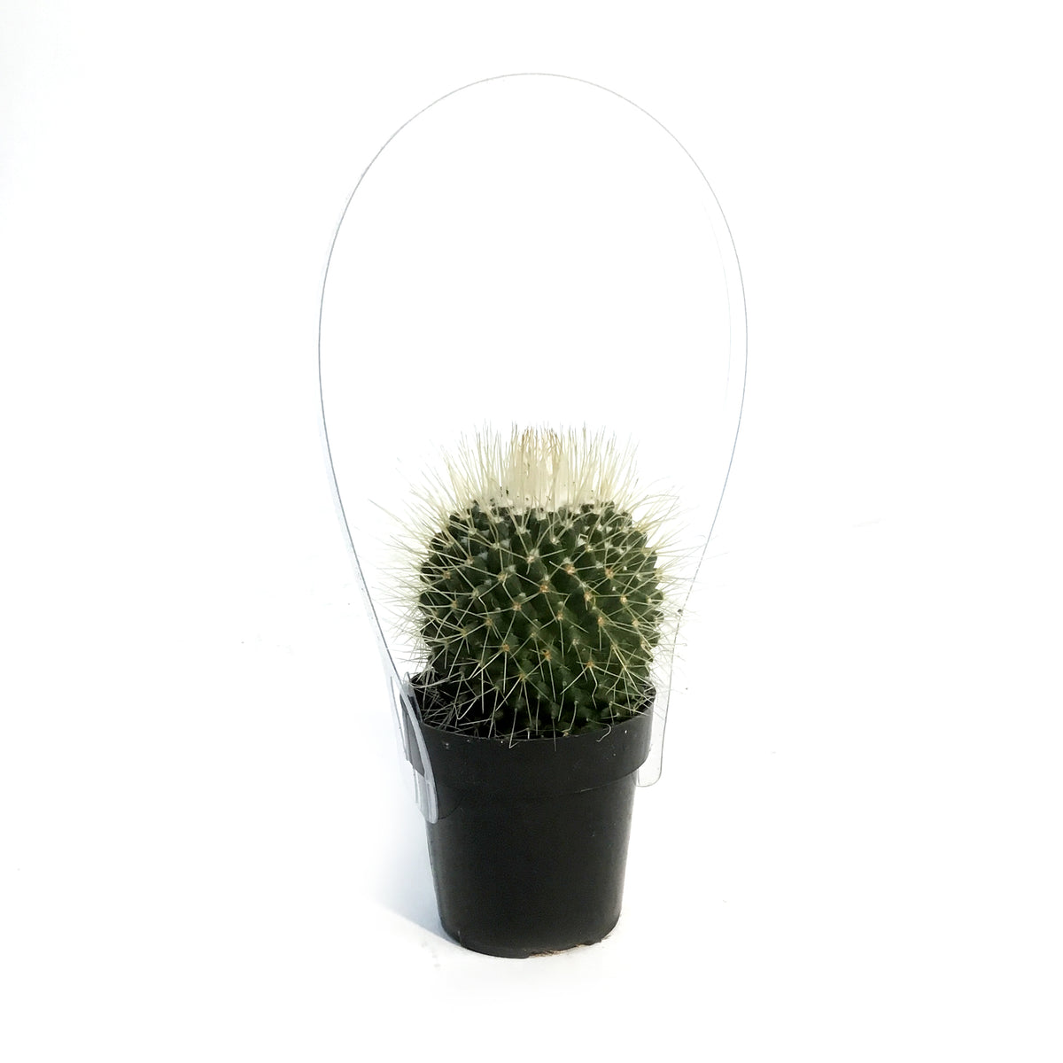 Cactus, 2.5in, Mammillaria 'Un Pico'