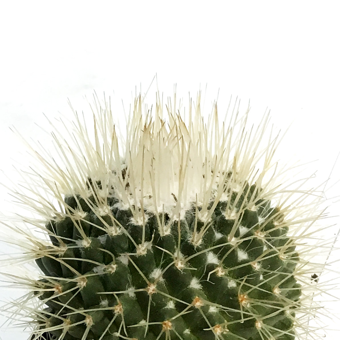 Cactus, 2.5in, Mammillaria 'Un Pico'