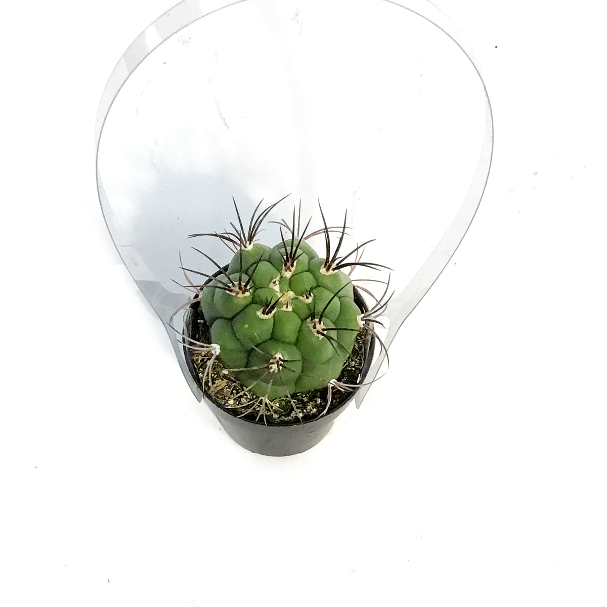 Cactus, 2.5in, Gymnocalycium Saglione