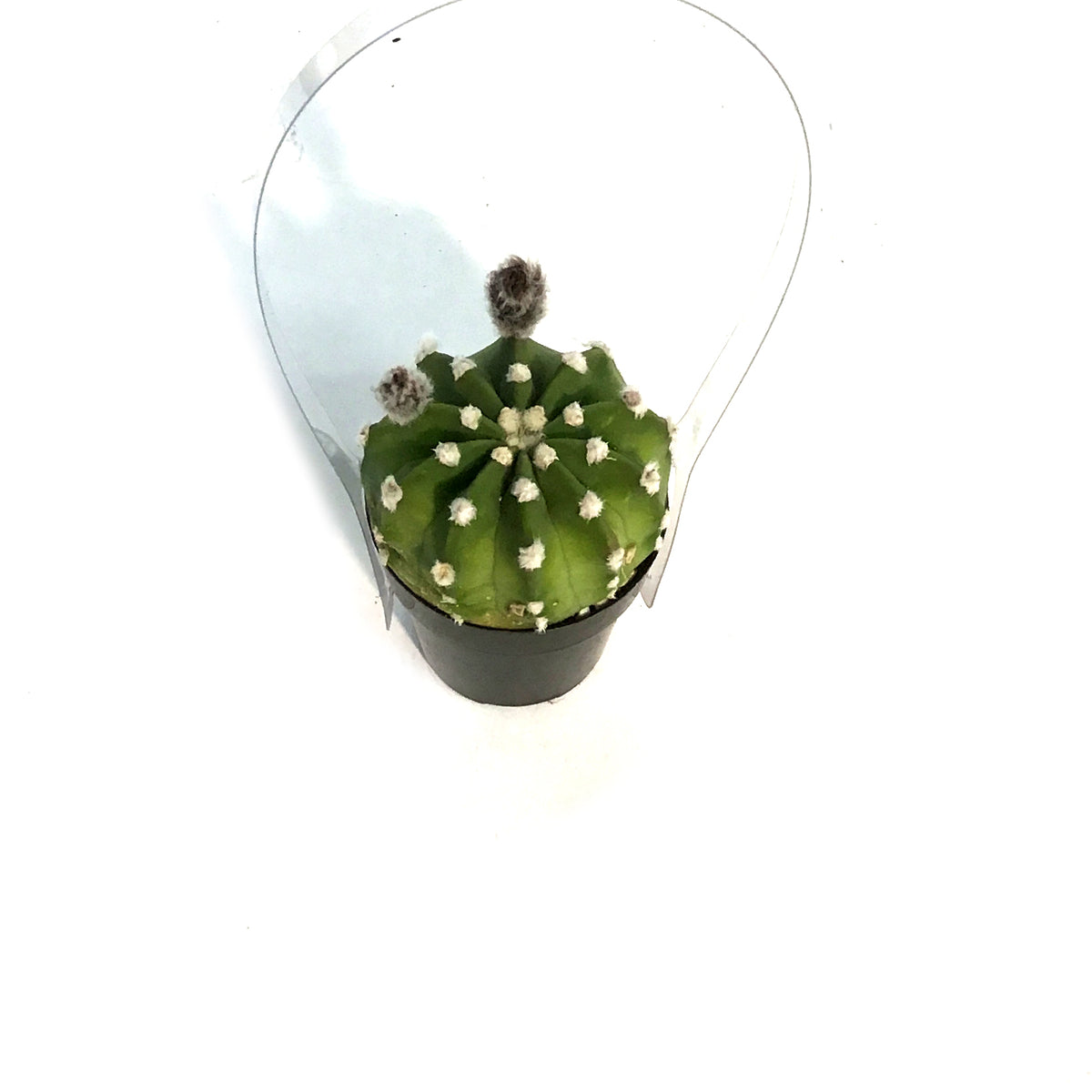 Cactus, 2.5in, E. Subdenudatum '