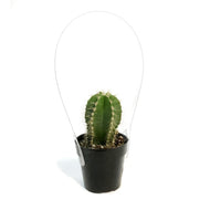 Cactus, 2.5in, Stenocereus Dumortierii