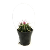 Cactus, 9cm, Ferocactus Gracilis 'Fire Barrel'
