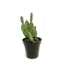 Load image into Gallery viewer, Cactus, 9cm, Opuntia Quimilo
