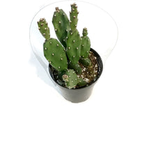 Load image into Gallery viewer, Cactus, 9cm, Opuntia Quimilo
