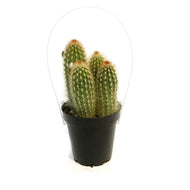 Cactus, 9cm, Espostoa Mirabilis