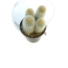 Load image into Gallery viewer, Cactus, 9cm, Thrixanthocereus Senilis
