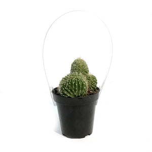 Cactus, 9cm, Neobuxbaumia Euphorbioides Cristata