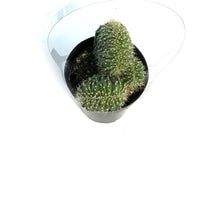 Load image into Gallery viewer, Cactus, 9cm, Neobuxbaumia Euphorbioides Cristata
