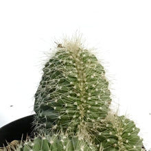 Load image into Gallery viewer, Cactus, 9cm, Neobuxbaumia Euphorbioides Cristata
