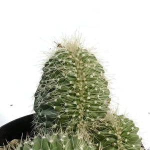 Cactus, 9cm, Neobuxbaumia Euphorbioides Cristata