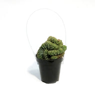 Cactus, 9cm, Myrtillocactus Indigo Wave