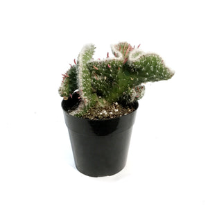 Cactus, 5in, Opuntia Hybrid Crest Roller Coaster