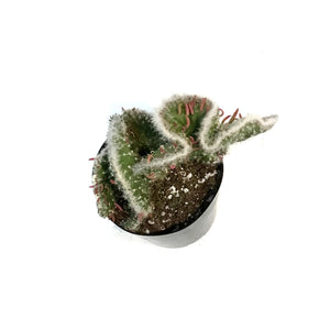 Cactus, 5in, Opuntia Hybrid Crest Roller Coaster