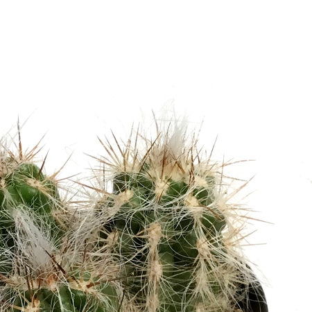 Cactus, 5in, Old Man of the Andes