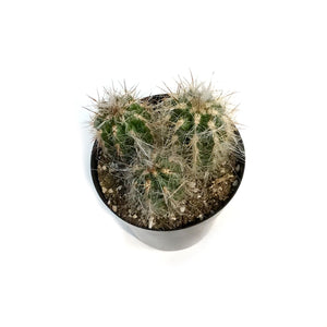 Cactus, 5in, Old Man of the Andes