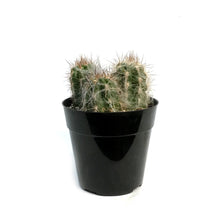 Load image into Gallery viewer, Cactus, 5in, Old Man of the Andes
