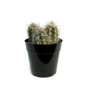 Cactus, 5in, Old Man of the Andes